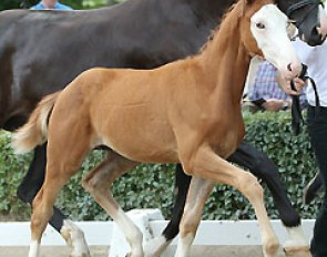 Travertin, price highlight of the 2015 Trakehner Foal Auction :: Photo © Stefan Lafrentz