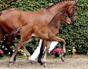 First Class, Price Highlight at the 2009 Westfalian Elite Foal Auction