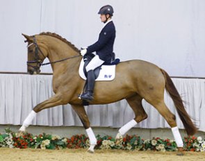 Vision (by Vitalis) up for auction at the 2016 Westfalian Spring Elite Auction on 10 April 2016