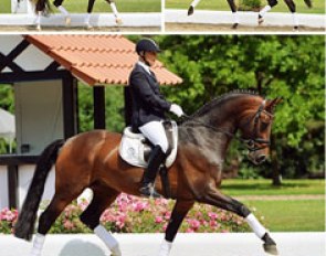 The Dressage Horse collection of the 2013 PSI Auction is now online
