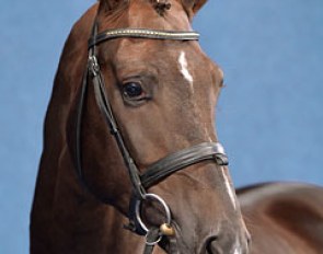Diamond's Shine (by Diamond Hit x Florestan x Brentano II)