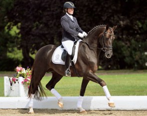 Diamond's Shine (by Diamond Hit x Florestan) will be offered for sale at the 2013 PSI Auction in Ankum on 8 December 2013