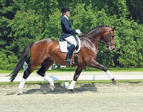 Miriam Henschke on PSI auction horse Lindgren