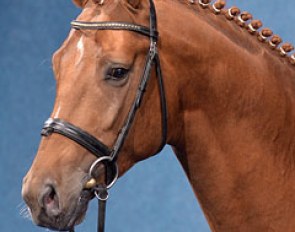 Sonnenschein (by Sir Donnerhall II x Bolero)