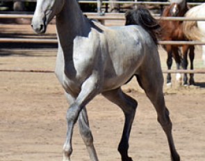 Lot # 9 Corvano (by Cassini II x Jessica's Halo - Jerrick)