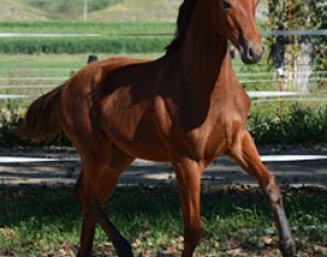 Lot # 11 Deed I Do (by Der Graf x SF Lilah - Le Mode)