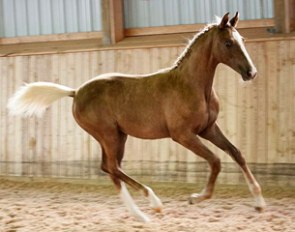 Lot # 17 - Forged in Gold (by Fabregas x Bella Sonadora - Blue Eyed Dream)-