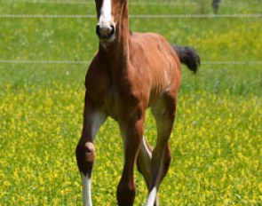 Lot # 39 - Larkspur (by Landkonig x Lyra - Le Mode)