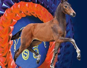 Oldenburg's Progress in Breeding Is Magnificently Displayed on Vechta's Auction Stage: Double Hit by Diamond Hit x Sandro Hit x Rubinstein I, Cat.-Nr.1 :: Photo © Becker