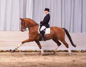 Cinderella at the Hanoverian Elite Auction in Verden