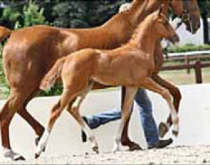 Sandmann, top selling foal in Verden