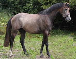 A.B. Lexus (by Tailormade Lancelot x His Highness)