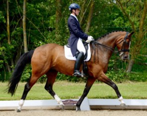 State Premium Mare Barcarole (by Baroncelli x Lauries Crusador xx)