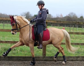 Classir Charmeur (by Classic Dancer x Domingo)