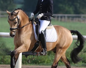 Corbusier (by Choco de Luxe x Billy The Kid), winner of the bronze medal at the 2016 Bundeschampionate