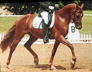 FEI Dressage Pony Dallas