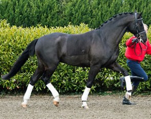 Don Divone (by Der Designer x Don Davidoff x Don Gregory) :: Photo © Tyncelyn Photo