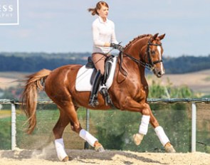 Don Juan 183 (by D'Accord x Donnerschlag)