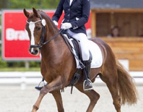 FEI dressage pony Dornier