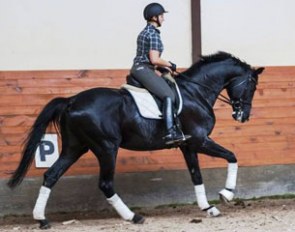 Excellent Black, a 6-year old licensed Trakehner stallion