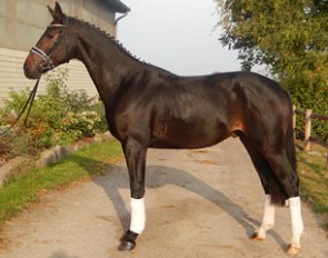 Fascination FS (by Foundation x Sir Savoy)