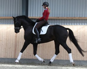 Furst Hammerstein (by Furst Romancier x Don Crusador)