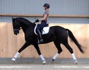 Furst Hammerstein (by Furst Romancier x Don Crusador)