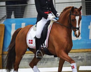 FEI dressage pony mare Gee Gee