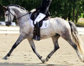 7-year old FEI Dressage Pony Jacobs Very Best (by Verona’s Bo-Gi x Power Boy)
