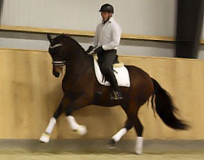 Kasmir (by Krack C x Hohenstein)