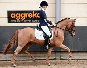 Martini from Serenity Stables