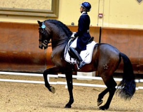 Internationally competed Grand Prix horse Osado 04