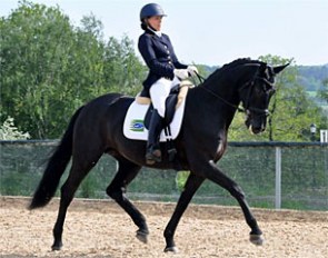 Rox (by Rugby x Rosenkonig)
