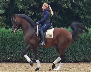Santino, licensed stallion by Flemmingh x Gagson Wimborn x A. Palatin
