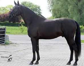 Te Amo Q.O.S. (by Totilas x Rubinstein)