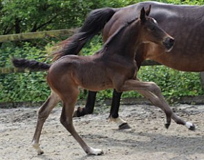Whittlewood Laciana (by Lord Leatherdale x Tuschinski)