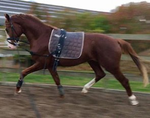 Megs Don Fuego (by Don Olymbrio x Romanov x Don Schufro)
