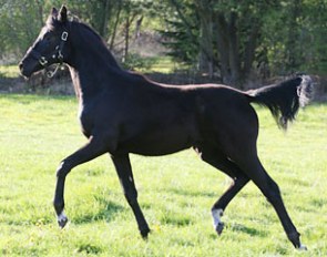 Fallulah (by Dream Boy x Furstenball x Laurino x Bergamon x Rubinstein x Donnerhall)