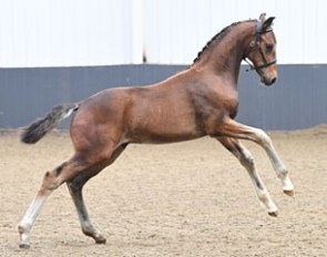 For Freedom (by For Romance x Don Ricoss)