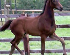 Lotto (by Grand Galaxy Win x Furst Heinrich)