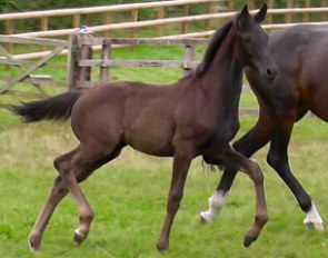 Lunar Eclipse (by Grand Galaxy Win x Painted Black)