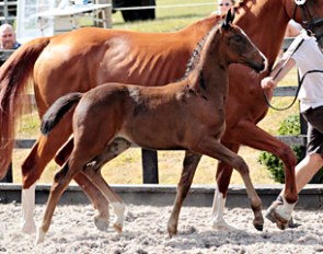 Uthalia (by Uthopia x Locksley II x Don Schufro)