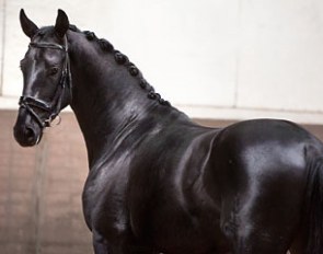 This licensed colt (by Negro) is part of the horse collection for training :: Photo © Anniek van Schaik
