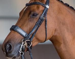 Classic Briolinca wearing a Fairfax Performance Double Bridle