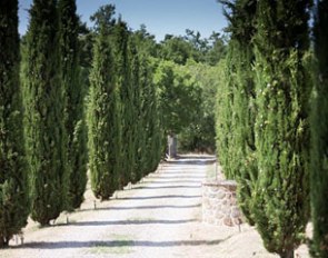 Typical Tuscan cypress driveway onto the property