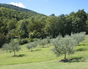 Olive grove with approximately 50 trees from which fresh olives are harvest for homemade extra virgine olive oil