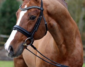Belissimo M (by Beltain x Romadour II)