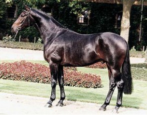 Don Bedo, Champion of the 1998 Westfalian Stallion Licensing