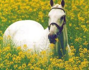 KWPN breeding stallion Uniform