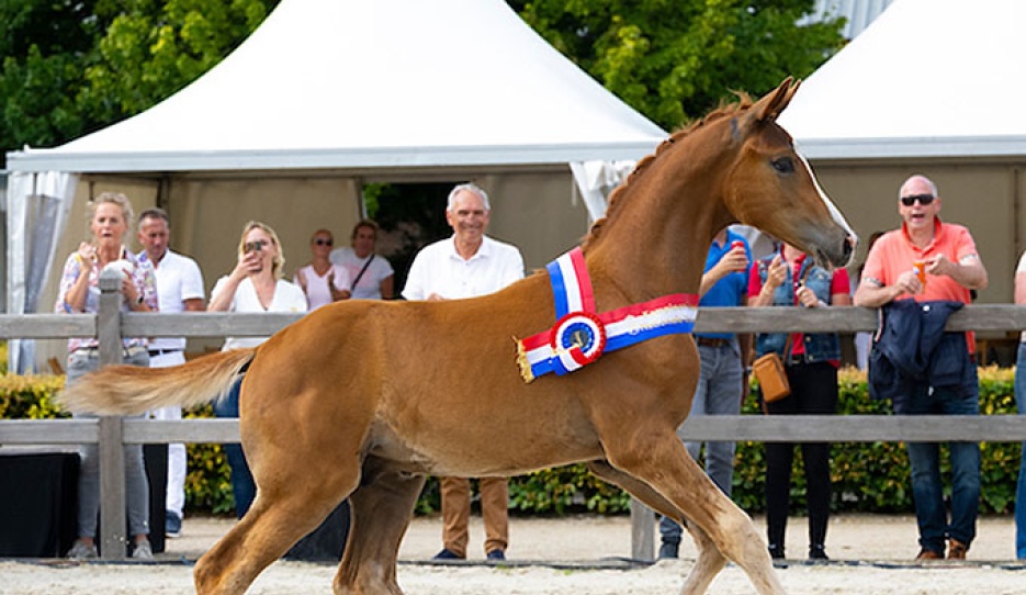 Utah Beach is the 2024 KWPN Foal Champion :: Photo © Digishots